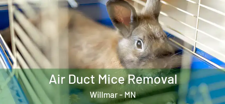  Air Duct Mice Removal Willmar - MN